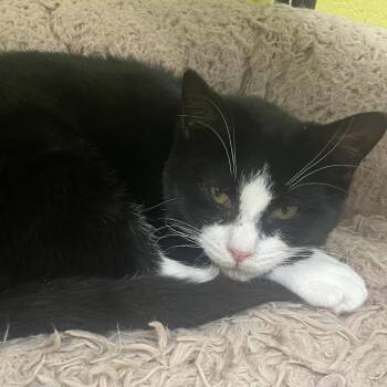 Hawk -  Domestic Short Hair Cat for Adoption in New Philadelphia, Ohio - Hawk | PetCurious