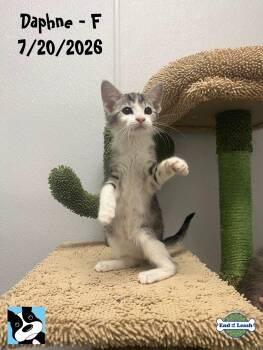 Daphne - Sweet and affectionate kitten -  Domestic Short Hair Cat for Adoption in Muskego, Wisconsin - Daphne - Sweet And Affectionate Kitten | PetCurious