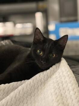 Domestic Short Hair Cats Available for Adoption - Fancy | PetCurious