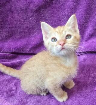 Calypso -  Domestic Short Hair Cat for Adoption in Little Rock, Arkansas - Calypso | PetCurious