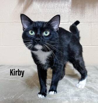Kirby -  Domestic Short Hair Cat for Adoption in Clearfield, Kentucky - Kirby | PetCurious
