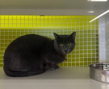 Domestic Short Hair Cats Available for Adoption - H20 IL | PetCurious