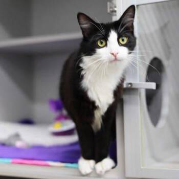 Fern -  Domestic Medium Hair Cat for Adoption in Atlanta, Georgia - Fern | PetCurious