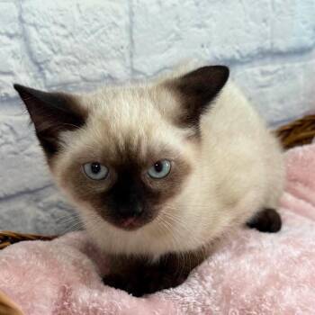 Pip -  Domestic Short Hair and Siamese Cat for Adoption in Harrisonburg, Virginia - Pip | PetCurious