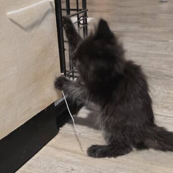 Eliot -  Domestic Short Hair Cat for Adoption in Madison, Wisconsin - Eliot | PetCurious