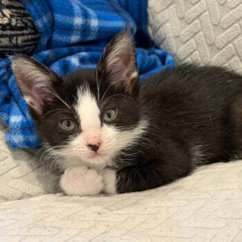 Frijol -  Domestic Short Hair Cat for Adoption in Wheaton, Illinois - Frijol | PetCurious