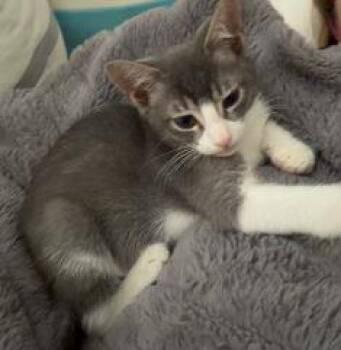 Farfalle -  Domestic Short Hair Cat for Adoption in Lincoln, California - Farfalle | PetCurious