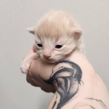Custard Tart -  Domestic Short Hair Cat Available for Adoption in North Battleford, Saskatchewan - Custard Tart | PetCurious