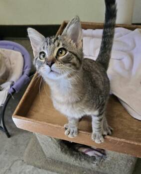 Sam -  Domestic Short Hair Cat for Adoption in Larned, Kansas - Sam | PetCurious