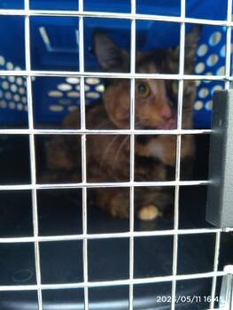 Domestic Short Hair Cats Available for Adoption in Charlotte, North Carolina - JAMEY | PetCurious