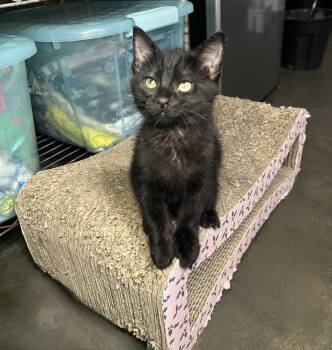 Domestic Medium Hair Cats Available for Adoption in Hammond, Louisiana - Paris | PetCurious