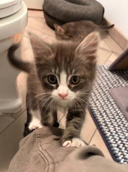 Tina & Ike -  Domestic Short Hair Cat for Adoption in Walnut Creek, California - Tina & Ike | PetCurious