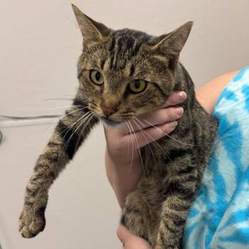 Teddy -  Domestic Short Hair Cat for Adoption in Columbiana, Alabama - Teddy | PetCurious