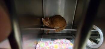 Domestic Short Hair Cats Available for Adoption in Aurora, Illinois - LEO | PetCurious