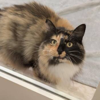 Acorn -  Domestic Long Hair Cat for Adoption in Hendersonville, North Carolina - Acorn | PetCurious
