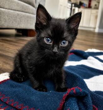 Junie B. Jones -  Domestic Short Hair Cat for Adoption in Labelle, Florida - Junie B. Jones | PetCurious