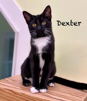 Rescue Domestic Short Hair Cats for Adoption in Pawleys Island, South Carolina - Dexter | PetCurious