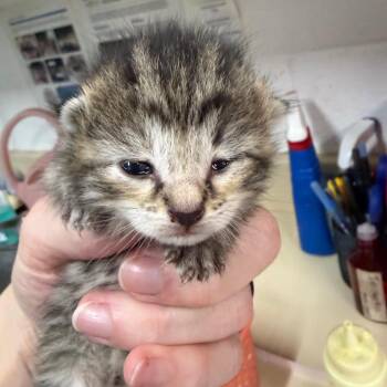 Domestic Short Hair Cats Available for Adoption in Ardmore, Oklahoma - Sapphire | PetCurious