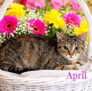 Tabby Cats Available for Adoption - April *kitten* | PetCurious