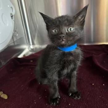 Domestic Short Hair Cats Available for Adoption in Knoxville, Tennessee - Egg Roll | PetCurious