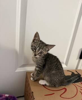 Squirtle (8289) -  Tabby Cat for Adoption in Zephyrhills, Florida - Squirtle (8289) | PetCurious