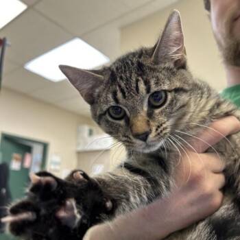 Donald Duck -  Domestic Short Hair Cat for Adoption in Elyria, Ohio - Donald Duck | PetCurious