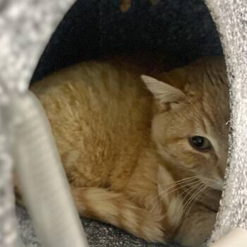 Domestic Short Hair Cats Available for Adoption in Salt Lake City, Utah - Grapefruit | PetCurious