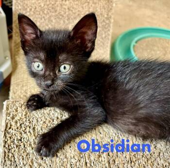 Obsidian -  Domestic Short Hair Cat for Adoption in Reston, Virginia - Obsidian | PetCurious
