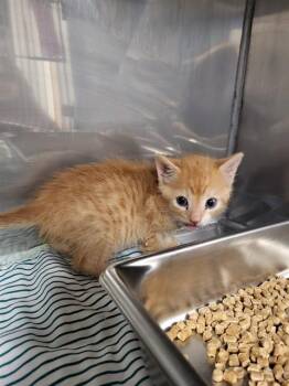 Domestic Short Hair Cats Available for Adoption in Albuquerque, New Mexico - CHEETO | PetCurious