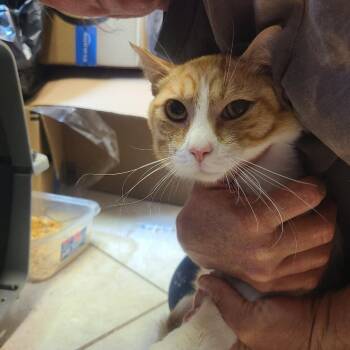 Max -  Domestic Short Hair Cat for Adoption in Hemet, California - Max | PetCurious