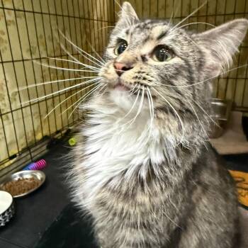 Domestic Medium Hair Cats Available for Adoption in Bismarck, North Dakota - Gabby | PetCurious