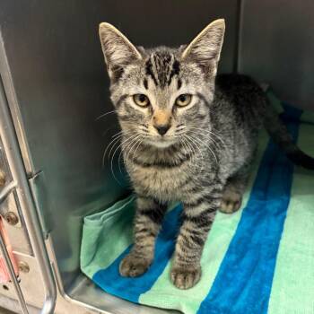 Tire -  Domestic Short Hair Cat for Adoption in Nashville, Tennessee - Tire | PetCurious