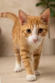 BANEE -  Tabby Cat Available for Adoption in Delhi, Ontario - BANEE | PetCurious