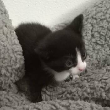 Amethyst C12008 -  Domestic Short Hair Cat for Adoption - Amethyst C12008 | PetCurious