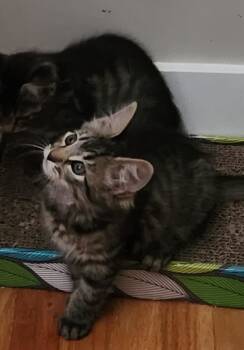 Rescue Domestic Medium Hair Cats for Adoption in Davis, California - Junipurr | PetCurious