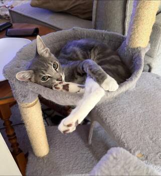 Rumours: The Chain -  Tabby Cat for Adoption - Rumours: The Chain | PetCurious