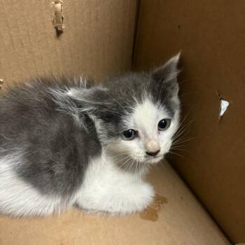 NOLAN -  Domestic Short Hair Cat for Adoption in Richmond, California - NOLAN | PetCurious