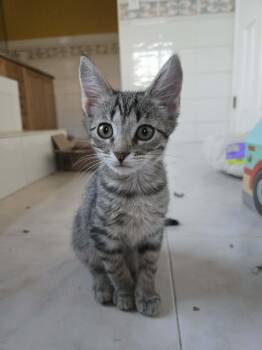 PALMER -  Domestic Short Hair Cat for Adoption in Holbrook, New York - PALMER | PetCurious