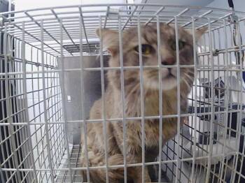 MAINE -  Domestic Long Hair Cat for Adoption in Charlotte, North Carolina - MAINE | PetCurious
