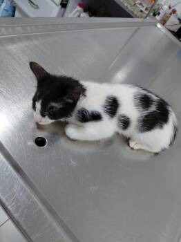 Luna -  Domestic Short Hair Cat for Adoption in Brampton, Ontario - Luna | PetCurious