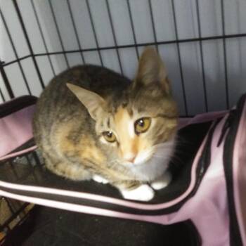 Snickers -  Calico Cat for Adoption in PORT WENTWRTH, Georgia - Snickers | PetCurious