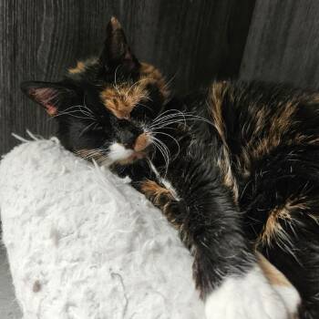 Firefly -  Domestic Short Hair Cat for Adoption in Lakewood, Colorado - Firefly | PetCurious