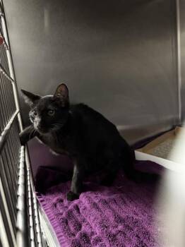 Rescue Domestic Short Hair Cats for Adoption in Pasadena, Texas - A181351 | PetCurious