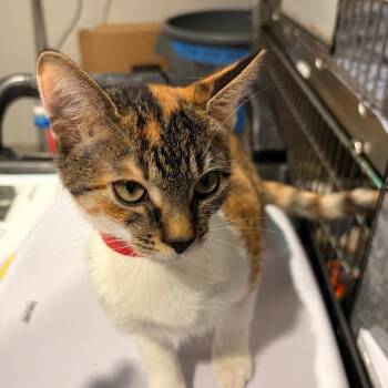 Sugar -  Domestic Short Hair Cat for Adoption in Tampa, Florida - Sugar | PetCurious