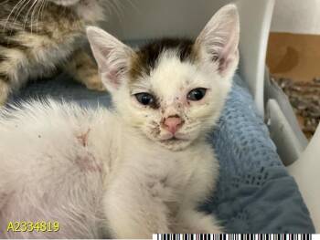 PACO -  Domestic Short Hair Cat for Adoption in West Palm Beach, Florida - PACO | PetCurious