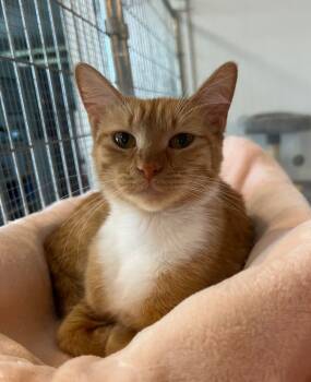 Rescue Domestic Short Hair Cats for Adoption in Mcpherson, Kansas - Peaches | PetCurious