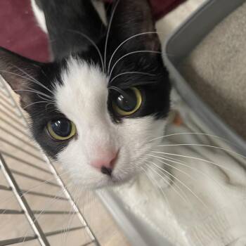 CJ -  Domestic Short Hair Cat for Adoption in Saint Charles, Missouri - CJ | PetCurious