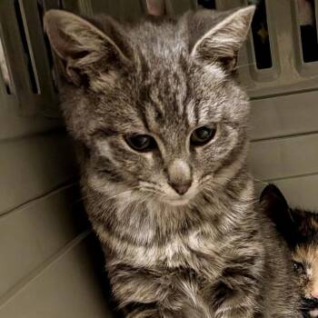 Mutt -  Domestic Short Hair Cat Available for Adoption in Mt. Juliet, Tennessee - Mutt | PetCurious
