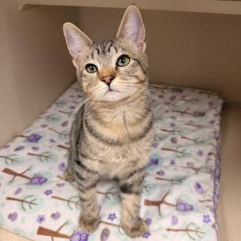 Chloe -  Domestic Short Hair Cat for Adoption in Pagosa Springs, Colorado - Chloe | PetCurious