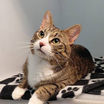 Domestic Short Hair Cats Available for Adoption in Gloucester, Virginia - Rascal | PetCurious